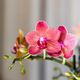 Livraison plante Offre Spéciale : 4 Orchidées Phalaenopsis Rouges Congo