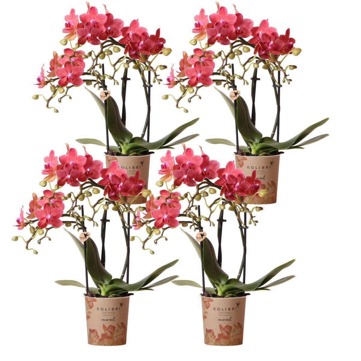 Livraison plante Offre Spéciale : 4 Orchidées Phalaenopsis Rouges Congo