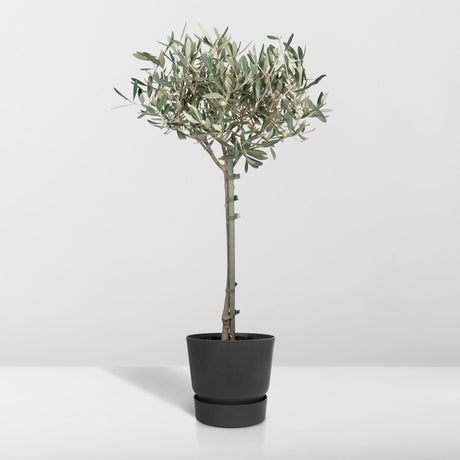 Livraison plante Olivier olea - 90cm - Ø19 - arbuste fruitier - Plante extérieur