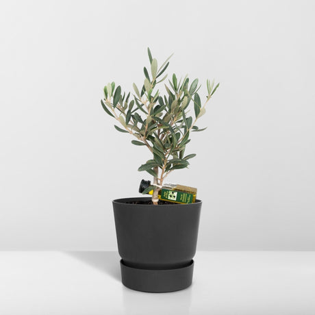 Livraison plante Olivier olea avec flacon d'huile d'olive - 25 cm - Ø13 - arbuste fruitier extérieur