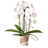 Livraison plante Orchidée blanche - Ø12cm - plante d'intérieur