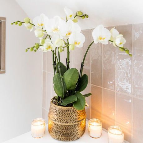 Livraison plante Orchidée blanche phalaenopsis avec pot argenté Groove