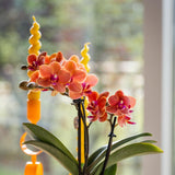 Livraison plante Orchidée Bolzano Orange avec Pot Star Fish