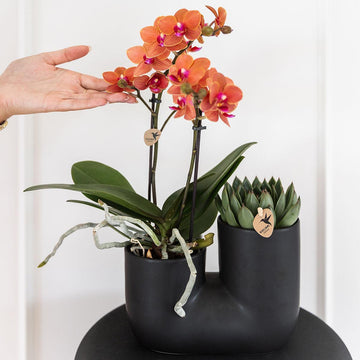 Orchidee und Sukkulente im schwarzen Topfdesign