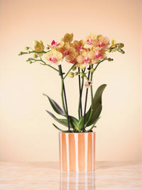 Jamaika-Orchidee und ihr Topf