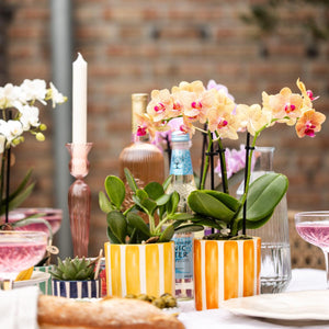 Livraison plante Orchidée Jamaica Orange avec Pot Painted Stripe
