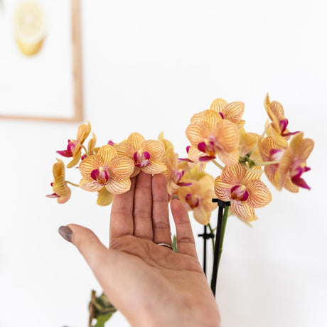 Livraison plante Orchidée Jamaica Orange avec Pot Painted Stripe