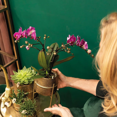 Livraison plante Orchidée mauve et son cache - pot doré - plante d'intérieur fleurie