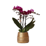 Livraison plante Orchidée mauve et son cache - pot doré - plante d'intérieur fleurie