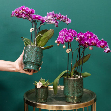 Livraison plante Orchidée Morelia | Pot vert Classy