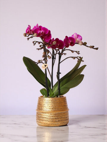 Morelia Violette Orchidee und ihr Topf