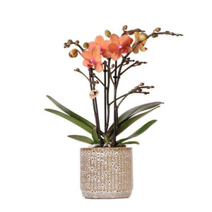 Livraison plante Orchidée orange et son pot