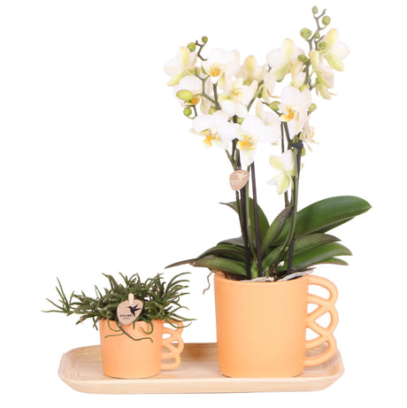 Livraison plante Orchidée Phalaenopsis blanche et son cache - pot pêche - plante d'intérieur fleurie