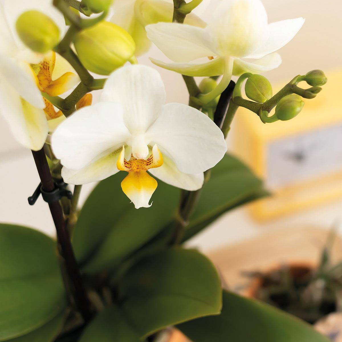Livraison plante Orchidée Phalaenopsis blanche et son cache - pot pêche - plante d'intérieur fleurie