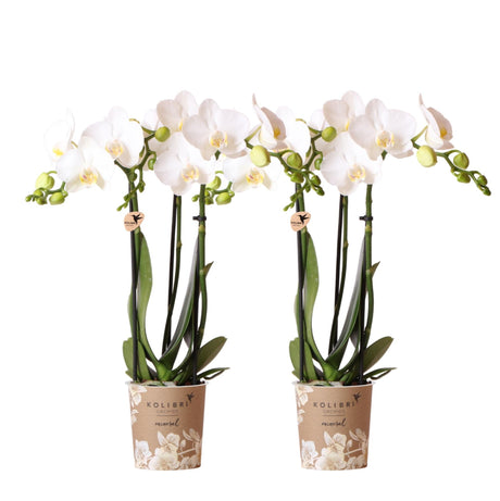 Livraison plante Orchidée Phalaenopsis blanche - Lot de 2