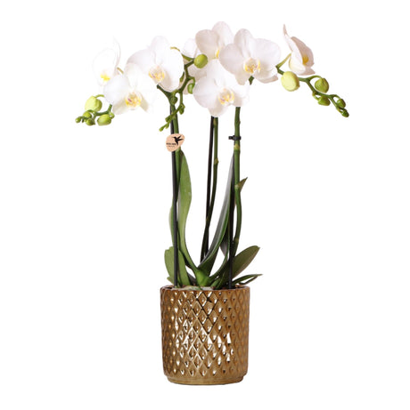 Livraison plante Orchidée Phalaenopsis blanche pot or Diamond