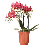 Livraison plante Orchidée Phalaenopsis Congo et son pot