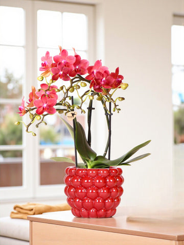 Rote Orchidee Phalaenopsis Kongo und ihr Topf