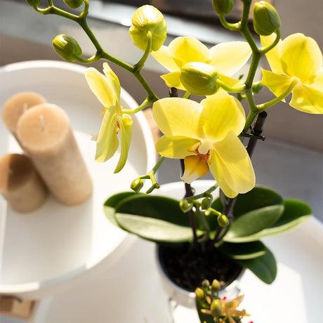 Livraison plante Orchidée Phalaenopsis jaune - Ø12cm - plante d'intérieur fleurie