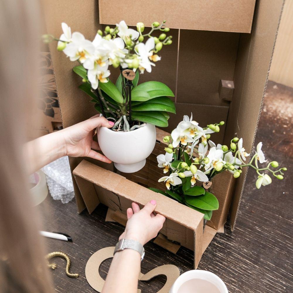 Livraison plante Orchidée Phalaenopsis orange en pot terracotta