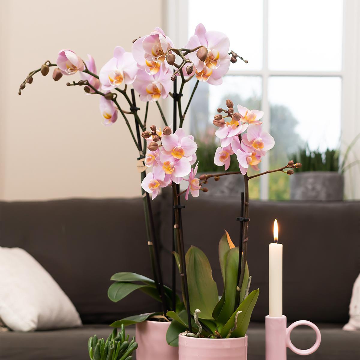 Livraison plante Orchidée Phalaenopsis rose d'intérieur sans pot