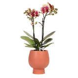 Livraison plante Orchidée Phalaenopsis Spain en pot terracotta Scandic