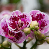 Livraison plante Orchidée rose et violette et son cache - pot - h35cm, Ø9cm