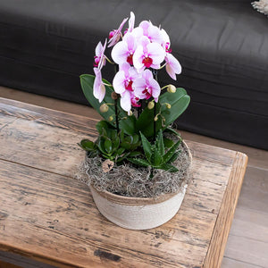 Livraison plante Orchidée rose Niagara Fall - Phalaenopsis en pot - Plante d'intérieur