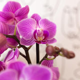 Livraison plante Orchidée rose - Ø9cm - plante d'intérieur