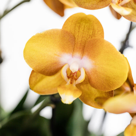 Livraison plante Orchidées orange en panier coton avec réservoir d'eau