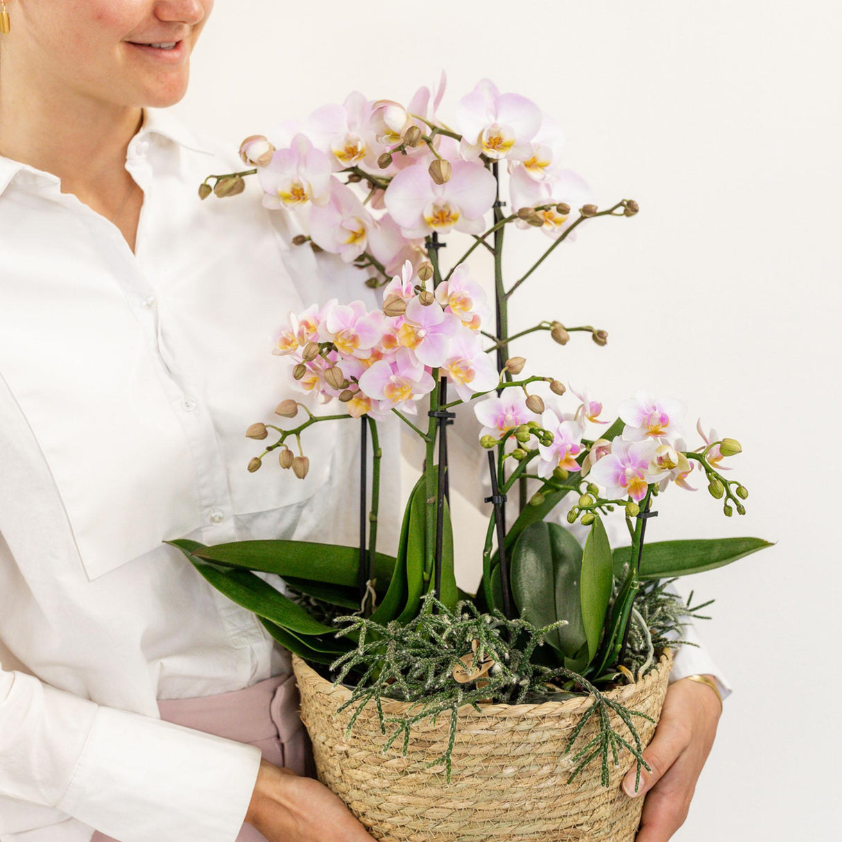 Livraison plante Orchidées roses en panier avec réservoir et plantes Rhipsalis