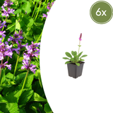 Livraison plante Oreille d'ours hummelo