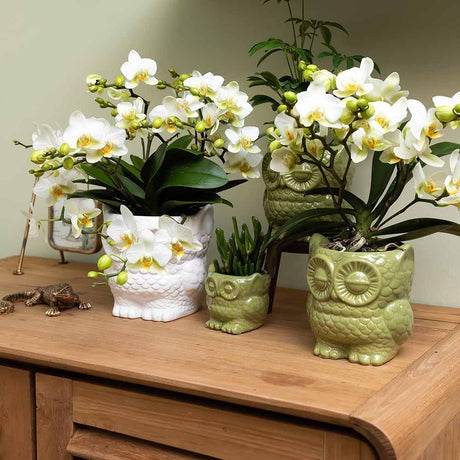 Livraison plante Owl Bloempot - Pot Hibou en Céramique Blanche