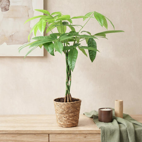 Livraison plante Pachira Aquatica