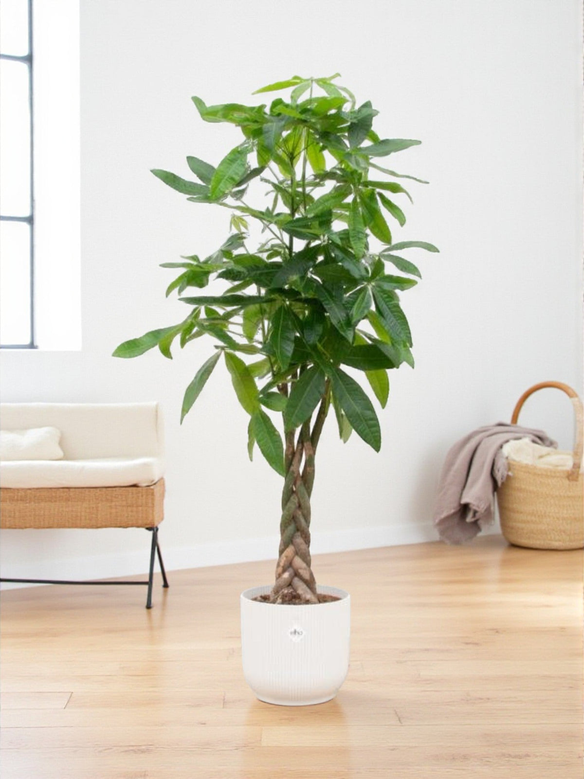 Pachira Aquatica et son pot — vue 2