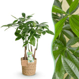Livraison plante Pachira Aquatica multi tiges et panier H55 cm