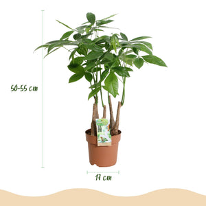 Livraison plante Pachira aquatica multi - tiges – Lot de 2 – Hauteur 50 - 55 cm