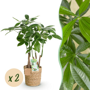 Livraison plante Pachira Aquatica Multitronc – Lot de 2 – Pot 17 cm