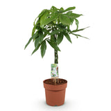 Livraison plante Pachira Aquatica tronc tressé