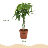 Livraison plante Pachira Aquatica tronc tressé