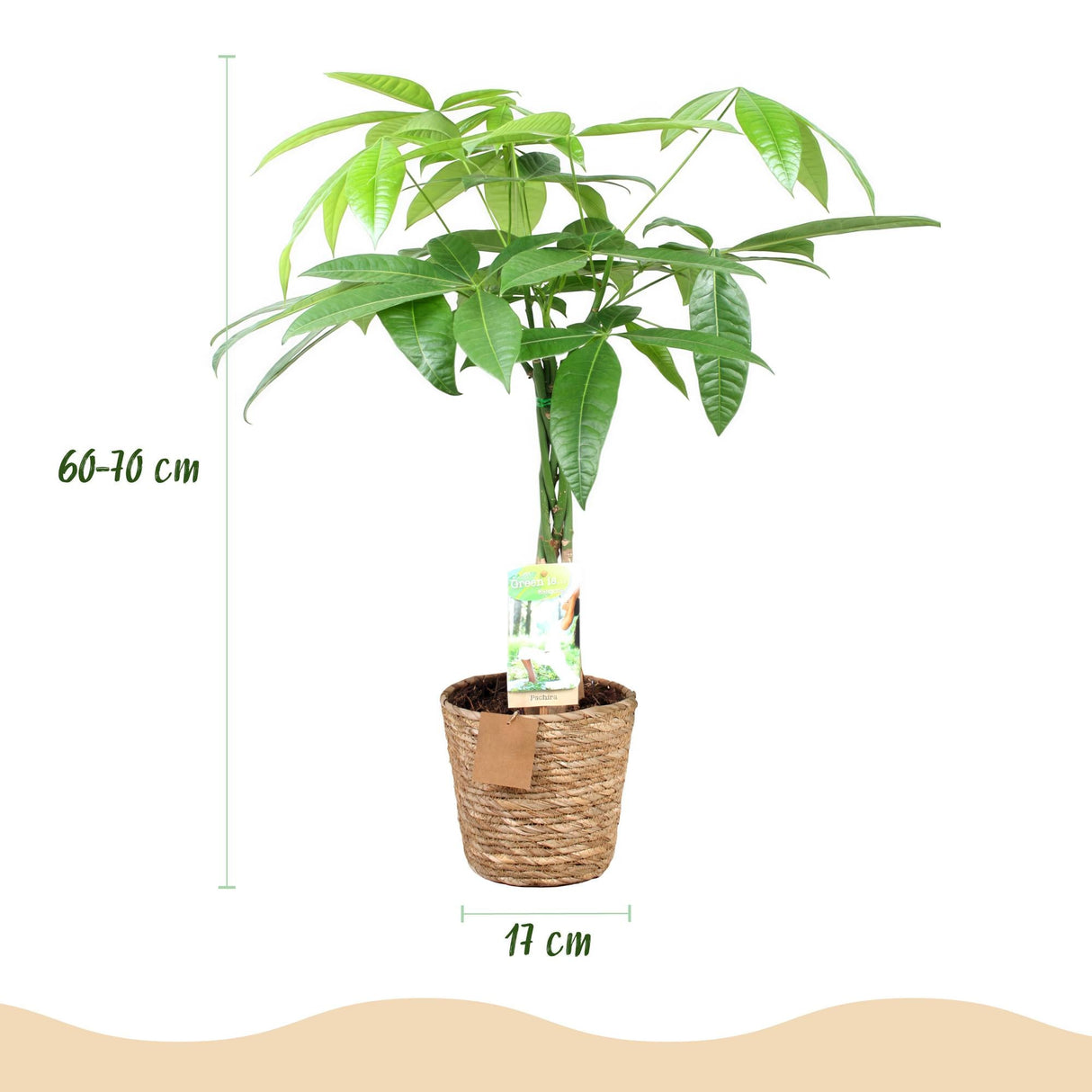 Livraison plante Pachira Aquatica tronc tressé – Lot de 2 – Hauteur 60 - 70 cm
