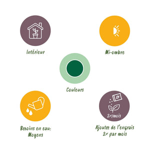 Livraison plante Pachira Aquatica tronc tressé – Lot de 2 – Pot 17 cm