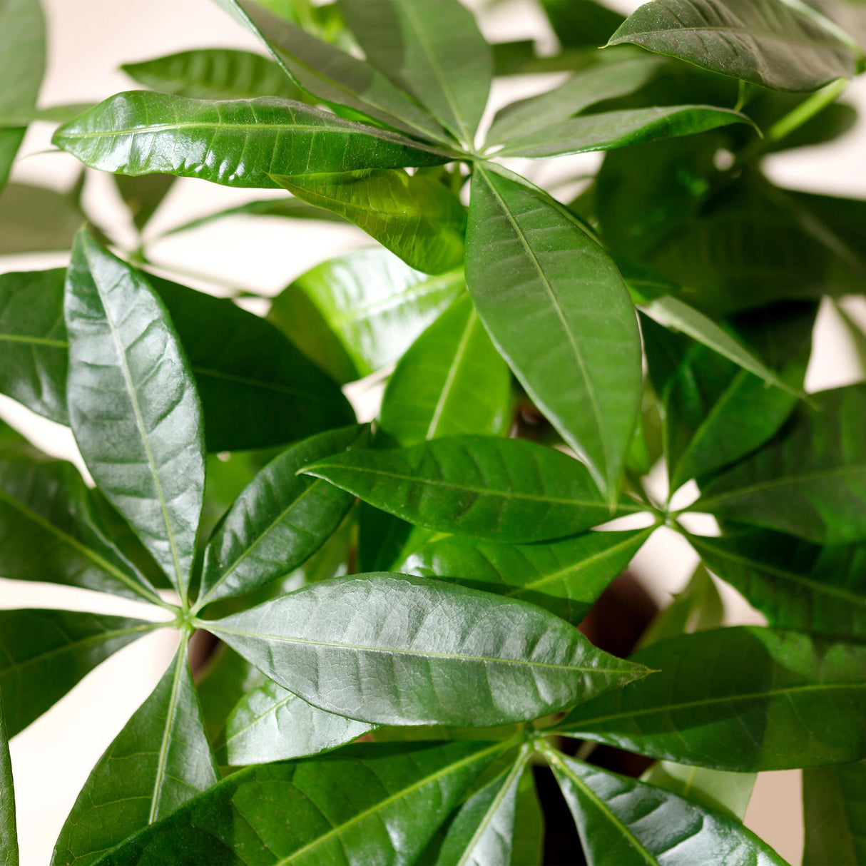 Livraison plante Pachira Aquatica tronc tressé – Lot de 2 – Pot 17 cm