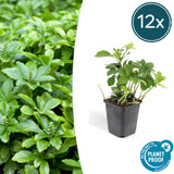 Livraison plante Pachysandra terminalis Green Carpet