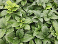 Japanischer Ysander (Pachysandra terminalis) 'Terminalis'
