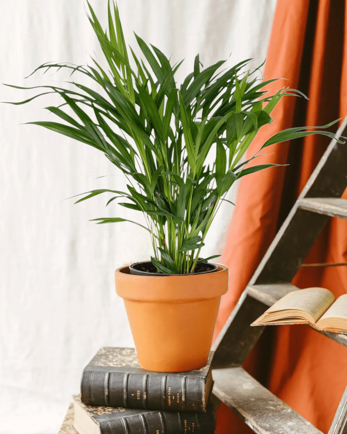 Livraison plante Palmier Areca