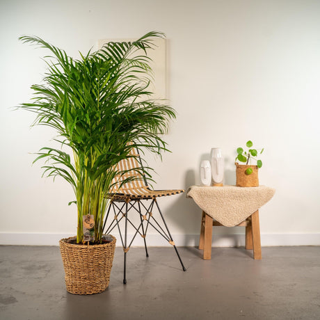 Livraison plante Palmier Areca et son panier naturel h130cm