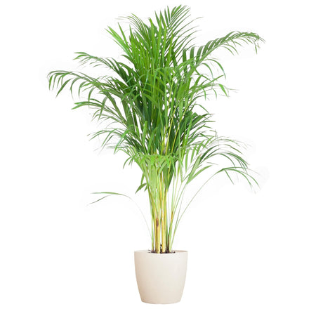 Livraison plante Palmier Areca et son pot