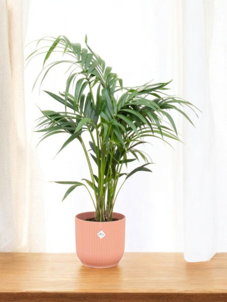 Livraison plante Palmier Kentia 130cm et son pot