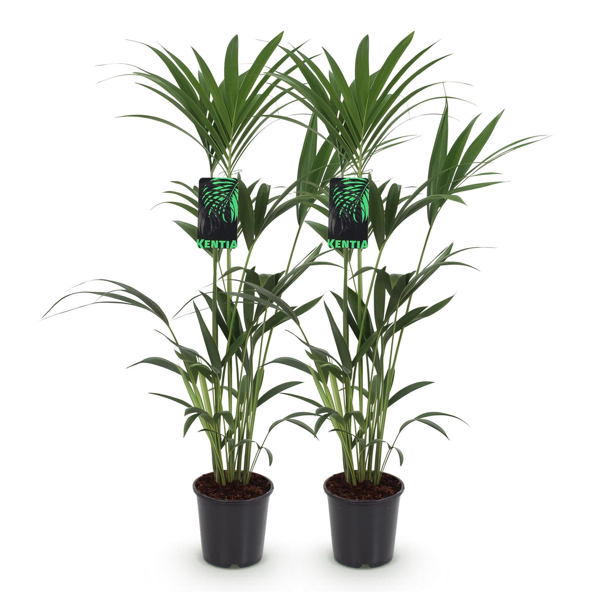 Livraison plante Palmier Kentia – Lot de 2 – Pot 21 cm – Hauteur 120 - 130 cm